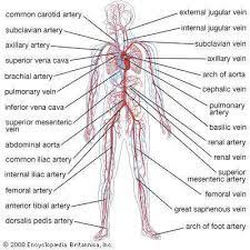 Circulatory System Functions Parts Facts Circulatory System Human Circulatory System Circulatory System Function