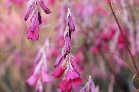 Image result for Dierama densiflorum