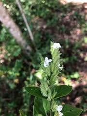 Image result for Hypoestes forskaolii