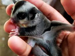 4 Things To Know Before Introducing A Sugar Glider To A Dog