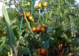 Maybe you would like to learn more about one of these? Tomaten Saen Und Pflanzen Anleitung Fur Eine Gesunde Kultur