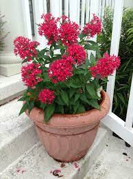 The danger for the plant people is that if we keep comparing plants with animals we might miss the value of plants, says hamant. Pin By Toni Walker On Orlando Friendly Flowers Plants Container Gardening Flowers Potted Plants Patio Heat Tolerant Flowers