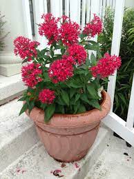 Tubular flowers come in a variety of shades including white, orange, red, blue, yellow, and lavender that bloom in summer. Pin By Naima Yaakoubi On Orlando Friendly Flowers Plants Container Gardening Flowers Heat Tolerant Flowers Container Flowers