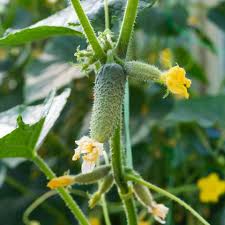 How to grow cucumbers from seed? Everything You Need To Know About Growing Crisp Cucumbers