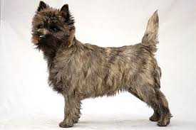 We did not find results for: Cairn Terrier Wikiwand