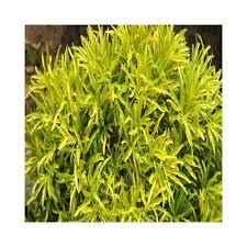 May 16, 2021 · japanese aralia care is easy if you give the plant a good location. Buy Aralia Golden Plants Online At Lowest Price