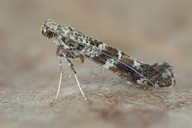 Image result for Scleria gracillima