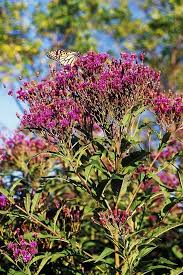 Image result for Vernonia prolixa