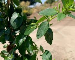Image result for Lonicera confusa