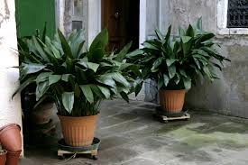 Image result for Aspidistra