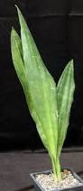 Image result for Sansevieria dawei