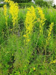 Image result for Galium