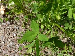 Image result for Eriosema scioanum