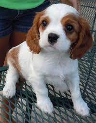 Everything About Cavalier King Charles Spaniel Exercise Needs Cavalier Spaniel Puppies For Sale King Charles Cavalier Spaniel Puppy Cavalier King Charles Dog