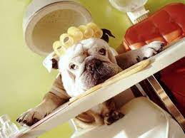 Pin By Rebecca On Crazy Dog Grooming Dog Groomers Pet Grooming Dog Grooming
