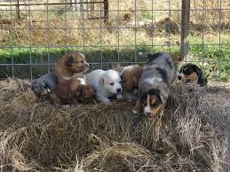 We are passionate about raising healthy, happy, top quality border collies for any home. Scotch Collie Puppies Farm Collie Puppies For Sale Now