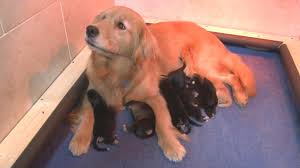 See more of golden retriever puppies on facebook. Golden Retriever Adopts Orphaned Puppies