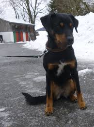 Ein österreichischer pinscher verfügt über einen kräftigen knochenbau und gut aufgebaute muskeln. Osterreichischer Pinscher Vom Bunten Hundehof Geschichten Und Anekdoten