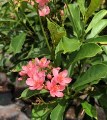 Image result for Jatropha seineri