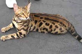 Kucing ini banyak digemari para pecinta kucing untuk dijadikan hewan peliharan meskipun kucing bengal tergolong dalam kucing hutan. Jenis Kucing Bengal Asli Dan Cara Merawatnya Kucingklik Com