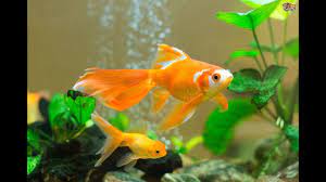 How To Care For Goldfish Instructional Videos Youtube