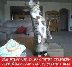 Allah Alla 2020 Komik Kediler Komik Kedi