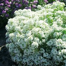Displaying 1 to 5 (of 5 products). Alyssum Seeds Tiny Tim Flower Seeds In Packets Bulk Eden Brothers