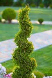 Image result for cuttings thujas