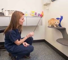 The veterinarians at south loop animal hospital, have a commitment to companion animal health which. Fear Free Pet Animal Hospital Clinic Chicago