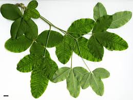 Image result for Laburnum