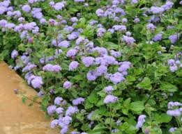 Image result for Ageratum houstonianum
