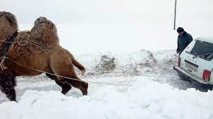 How not to tow a car out of the snow. Camel Tows Car Out Of The Snow Video Dailymotion