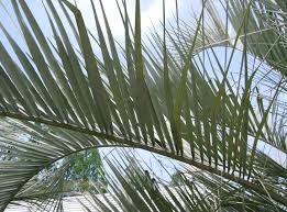 Image result for Butia