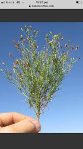 Image result for Schkuhria pinnata