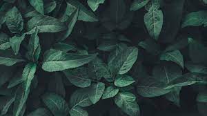 To created add 41 pieces, transparent plants images of your project files with the background cleaned. Wallpaper Leaves Green Plant Aesthetic Nature Background Green 1366x768 Wallpaper Teahub Io