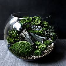 Bio Bowl Forest World Terrarium From Apollo Box Miniature Garden Woodland Plants Terrarium Bowls