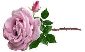 Grows in usda plant zones 4 to 9. Flower Mauve Rose Free Image On Pixabay