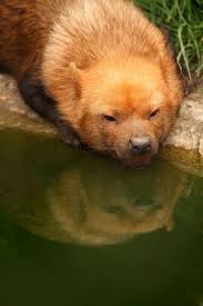 Bush Dog Big Animals Wild Dogs Weird Animals