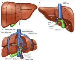 One abnormal characteristic is the liver's regenerative abilities. Liver Segments In Anterior View A Posterior View B And 3d Download Scientific Diagram