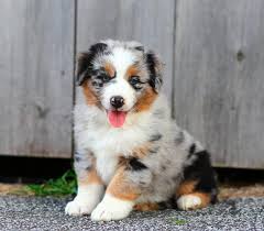 These happy, friendly australian shepherd puppies are very playful! Toy Australian Shepherd Puppies For Sale Illinois Dogs Breeds And Everything About Our Best Friends