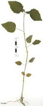 Image result for Mesosphaerum pectinatum