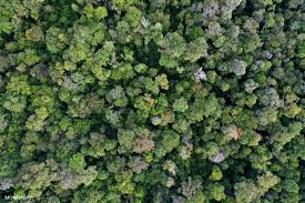 conservation news on rainforests