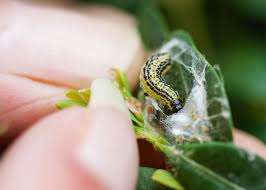 Sie krabbeln herum, fressen sich satt und entwickeln sich irgendwann zum schmetterling, falter oder etwas anderes, je nachdem von welchem. Buchsbaumzunsler Bekampfen 15 Gartner Tipps Native Plants