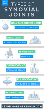 Pin On Learn Anatomy With Kenhub