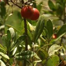 Image result for Diospyros lycioides