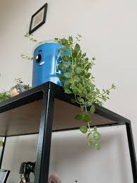 Image result for Plectranthus mandalensis