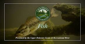 Parks & Recreation "Fish” Program — Lackawaxen