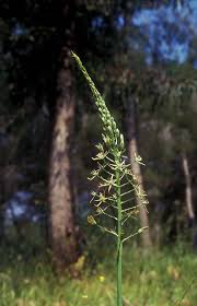 Image result for Asparagus migeodii
