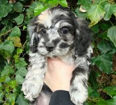 The cockapoo is a mix of poodle and cocker spaniel. Merle Cockapoo Puppies For Sale Off 72 Www Usushimd Com