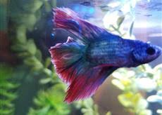 And when it happens, this is how to diagnose betta fish diseases in this article we take a look at a few common betta diseases and symptoms, as an. Bloated Betta Fish Diseases And Parasites Forum Pond Life